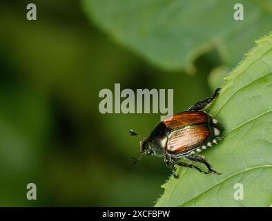 Ein japanischer Käfer, Popillia japonica, mit einer glänzenden Metallschale sitzt auf einem grünen Blatt Stockfoto