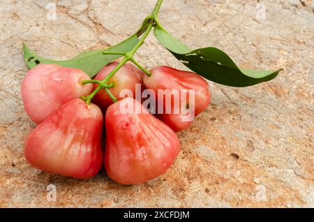 Glockenfrüchte und Blätter Stockfoto