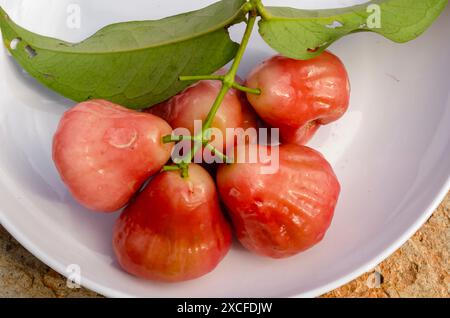 Java-Äpfel in Einem Teller Stockfoto