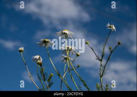Kamillenblüten (Matricaria recutita) blühen im Sommer auf einer Wiese. Blühende deutsche Kamille. Stockfoto