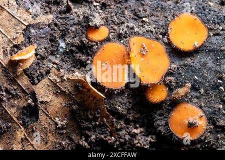 Häufiger Wimpernpilz (Scutellinia scutellata) - Brevard, North Carolina, USA Stockfoto
