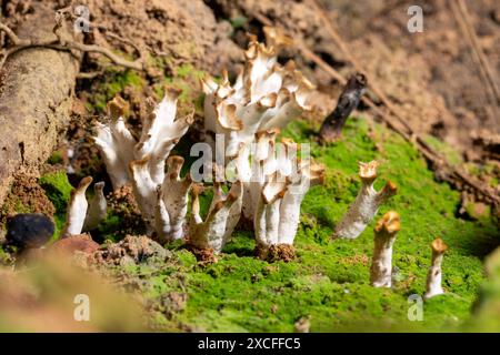 Wahrscheinlich auftauchender Jellied False Coral Pilz (Sebacina schweinitzii) - Brevard, North Carolina, USA Stockfoto