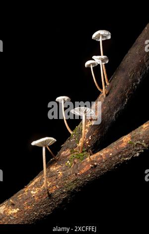Nahaufnahme kleiner weißer Pilze (Marasmius sp.) Wächst auf einem Ast vor schwarzem Hintergrund - Brevard, North Carolina, USA Stockfoto