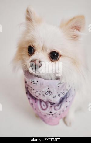 Vertikales Nahaufnahme-Porträt eines süßen weißen Hundes mit Bandana mit Fokus auf winzige Nase und helle große Augen Stockfoto