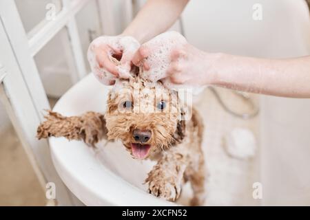 Blick aus dem Hochwinkel auf das glückliche kleine Hündchen, das sich in der Badewanne mit Seifenschaum im Kopierraum des Friseursalons gewaschen hat Stockfoto