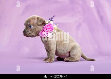 Vier Wochen reinrassiger junger Lilac Brindle französischer Bulldog Welpe mit gesunder langer Nase und Schwanz. Stockfoto