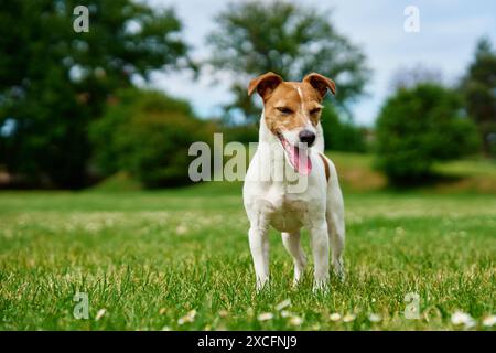 Neugieriger Hund steht auf Rasen mit grünem Gras, seine Zunge ragt heraus. Aktives Haustier im Freien. Süßes Jack Russell Terrier Porträt Stockfoto