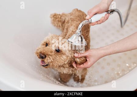 Blick aus einem hohen Winkel auf das glückliche Maltipoo-Welpen, das in der Badewanne sitzt und eine nicht erkennbare junge Frau ihm den Kopierraum wäscht Stockfoto