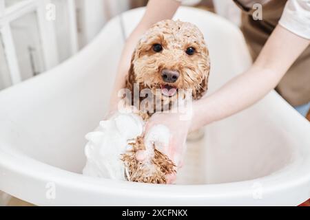 Porträt eines glücklichen kleinen Maltipoo Hundes, der sich in der Badewanne waschen und mit Seifenschaum bedeckt ist, der in den Kopierraum der Kamera lächelt Stockfoto