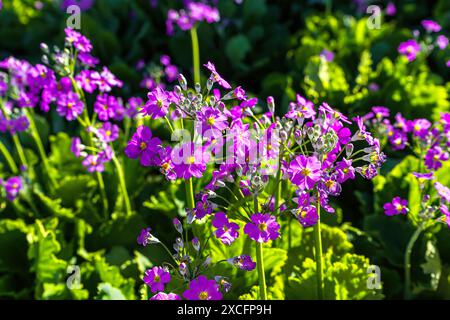 Primula malacoides oder Feen- oder Babykerze im Blumenfeld. Sie ist im Himalaya, Indien, Myanmar und Südostchina beheimatet. Stockfoto