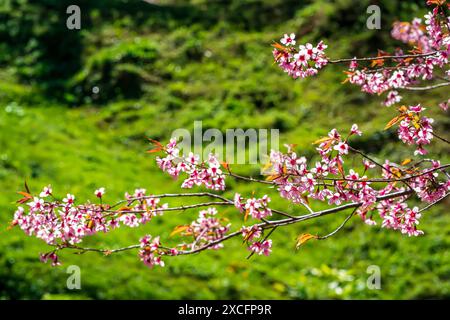 Phaya Suea Krong Blume oder Prunus Cerasoides Blume oder Königin Tiger Blume oder genannt Kirschblüten Thailand blühen, um die Wintersaison in zu begrüßen Stockfoto