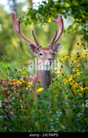 Nahporträt eines Hirsches mit großem Geweih auf dem Kopf, das seine Besonderheiten im Detail zeigt. Der Hirsch sieht wachsam aus und ist sich seiner Umgebung bewusst Stockfoto