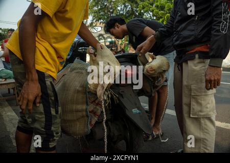 Zentrum Von Jakarta, Jakarta, Indonesien. Juni 2024. Der Verkäufer transportiert Ziegen von einem Viehmarkt während der Eid Al-Adha Celebration in Jakarta. (Kreditbild: © Asyraf Rasid/ZUMA Press Wire) NUR REDAKTIONELLE VERWENDUNG! Nicht für kommerzielle ZWECKE! Stockfoto