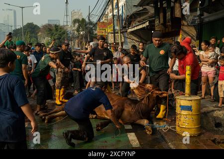 Zentrum Von Jakarta, Jakarta, Indonesien. Juni 2024. Muslime bereiten Opferkühe zum Schlachten während der Eid al-Adha-Feier in Jakarta vor. (Kreditbild: © Asyraf Rasid/ZUMA Press Wire) NUR REDAKTIONELLE VERWENDUNG! Nicht für kommerzielle ZWECKE! Stockfoto