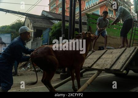 Zentrum Von Jakarta, Jakarta, Indonesien. Juni 2024. Der Verkäufer transportiert eine Kuh von einem Viehmarkt während der Eid Al-Adha Celebration in Jakarta. (Kreditbild: © Asyraf Rasid/ZUMA Press Wire) NUR REDAKTIONELLE VERWENDUNG! Nicht für kommerzielle ZWECKE! Stockfoto