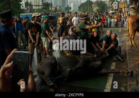 Zentrum Von Jakarta, Jakarta, Indonesien. Juni 2024. Muslime bereiten Opferkühe zum Schlachten während der Eid al-Adha-Feier in Jakarta vor. (Kreditbild: © Asyraf Rasid/ZUMA Press Wire) NUR REDAKTIONELLE VERWENDUNG! Nicht für kommerzielle ZWECKE! Stockfoto