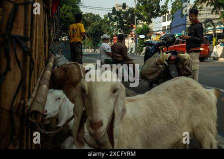 Zentrum Von Jakarta, Jakarta, Indonesien. Juni 2024. Der Verkäufer transportiert Ziegen von einem Viehmarkt während der Eid Al-Adha Celebration in Jakarta. (Kreditbild: © Asyraf Rasid/ZUMA Press Wire) NUR REDAKTIONELLE VERWENDUNG! Nicht für kommerzielle ZWECKE! Stockfoto