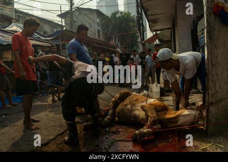 Zentrum Von Jakarta, Jakarta, Indonesien. Juni 2024. Muslime bereiten Opferkühe zum Schlachten während der Eid al-Adha-Feier in Jakarta vor. (Kreditbild: © Asyraf Rasid/ZUMA Press Wire) NUR REDAKTIONELLE VERWENDUNG! Nicht für kommerzielle ZWECKE! Stockfoto