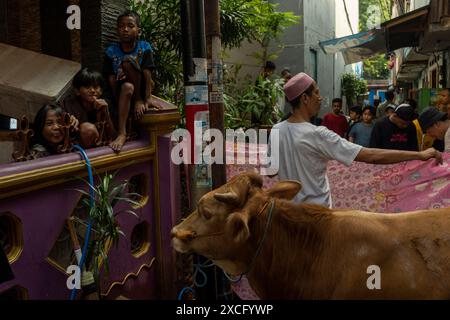 Zentrum Von Jakarta, Jakarta, Indonesien. Juni 2024. Muslime bereiten Opferkühe zum Schlachten während der Eid al-Adha-Feier in Jakarta vor. (Kreditbild: © Asyraf Rasid/ZUMA Press Wire) NUR REDAKTIONELLE VERWENDUNG! Nicht für kommerzielle ZWECKE! Stockfoto