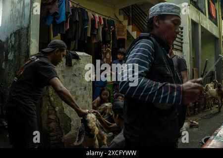 Zentrum Von Jakarta, Jakarta, Indonesien. Juni 2024. Muslime bereiten Opferziege zum Abschlachten während der Eid al-Adha-Feier in Jakarta vor. (Kreditbild: © Asyraf Rasid/ZUMA Press Wire) NUR REDAKTIONELLE VERWENDUNG! Nicht für kommerzielle ZWECKE! Stockfoto