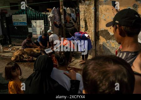 Zentrum Von Jakarta, Jakarta, Indonesien. Juni 2024. Die Menschen beobachten, wie muslime während der Eid al-Adha-Feier in Jakarta Opferkühe zum Schlachten vorbereiten. (Kreditbild: © Asyraf Rasid/ZUMA Press Wire) NUR REDAKTIONELLE VERWENDUNG! Nicht für kommerzielle ZWECKE! Stockfoto