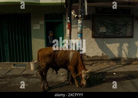 Zentrum Von Jakarta, Jakarta, Indonesien. Juni 2024. Ein Mann beobachtet, wie muslime während der Eid al-Adha-Feier in Jakarta Opferkuh zum Schlachten vorbereiten. (Kreditbild: © Asyraf Rasid/ZUMA Press Wire) NUR REDAKTIONELLE VERWENDUNG! Nicht für kommerzielle ZWECKE! Stockfoto