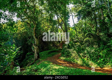 Feldweg durch den Regenwald auf der Insel Ilhabel an der Küste von Sao Paulo, Ilhabela, Sao Paulo, Brasilien Stockfoto