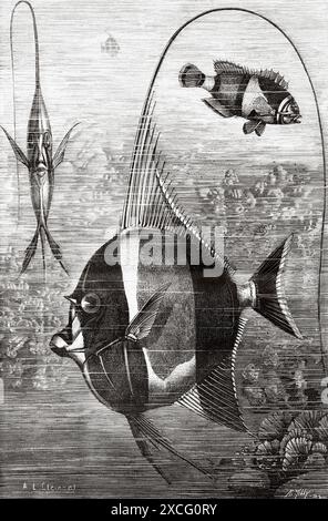 Fisch von Neuguinea. Der Schmetterlingsfisch. Alte gravierte Illustration aus dem 19. Jahrhundert aus La Nature 1886 Stockfoto