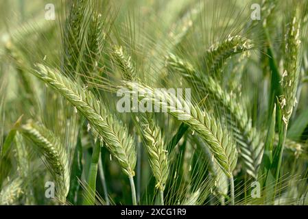 Gerste (Hordeum vulgare), Gerstenfeld, Nordrhein-Westfalen, Deutschland Stockfoto