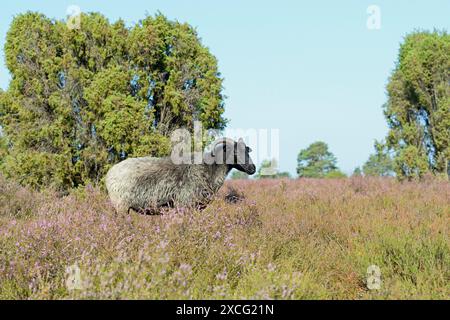 Heidschnucke Moorschafe (Ovis aries), Grauhörner Heidekraut in der blühenden Heidelandschaft, Naturpark Südheide, Lüneburger Heide, Niedere Stockfoto