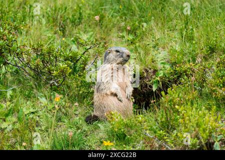 Alpenmurmeltier (Marmota marmota), Allgäuer Alpen, Allgäuer, Bayern, Deutschland Stockfoto