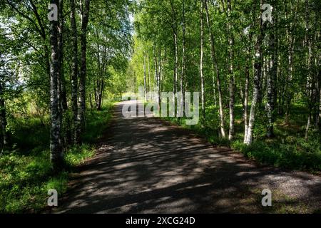 Ein Weg durch einen Birkenwald in der Bucht von Liminka, Finnland Stockfoto