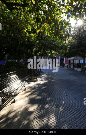 Cadiz, Andalusien, Spanien - 2. Oktober 2023: Plaza de Mina mit kolossalen Bäumen in Cadiz Stadt Stockfoto