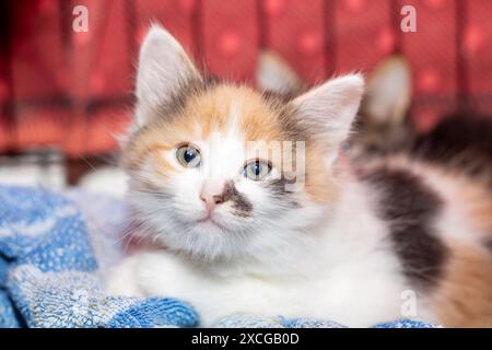 Ein Calico-Kätzchen mit einer Mischung aus weißem, schwarzem und orangenem Fell liegt auf einer gemütlichen blauen Decke, während er neugierig auf die Kamera blickt Stockfoto