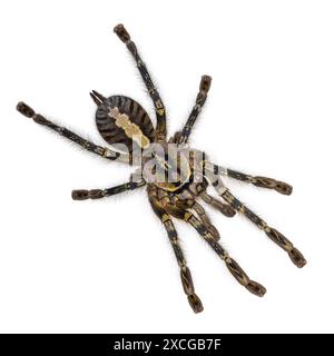 Weibliche Poecilotheria ornata alias gesäumte Ziertarantula oder verzierte Tigerspinne. Draufsicht auf weißem Hintergrund. Stockfoto