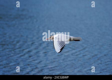 Schwarzkopfmöwe an einem örtlichen Reservoir, wo sie Insektenfresser jagte. Stockfoto