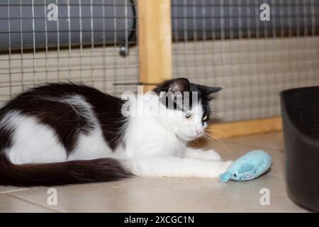 Ein kleiner bis mittelgroßer Felidae Fleischfresser mit schwarz-weißem Fell, der auf dem Boden neben einem Spielzeug liegt. Die Katzenschnurrhaare, Schnauze, Schwanz und Augen sind Vis Stockfoto