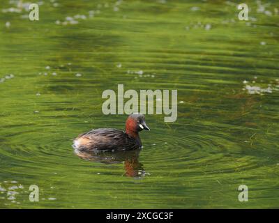 Erwachsene kleine Grebe nach der Zucht, eins von einem Paar, das 4 Küken großzog, eine sehr erfolgreiche Saison. Stockfoto