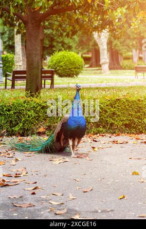 Ein Pfau mit hellblauem Gefieder spaziert an einem sonnigen Tag durch den Park. Der Vogelkopf ist hoch angehoben, seine Augen sehen sich um Stockfoto