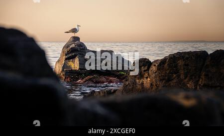 Eine ruhige Szene einer Möwe, die bei Sonnenuntergang auf einem Felsen am Meer thront, mit einer friedlichen Kulisse des Ozeans - ruhiger und natürlicher Blick auf die Küste - Dämmerung Stockfoto