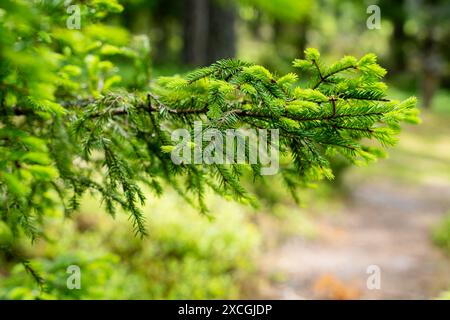 Frische Fichtenspitzen im Wald. Nahaufnahme der Fichtenspitzen, neues Wachstum an Fichtenbaum im Frühjahr. Stockfoto