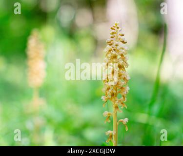 Vogelnest Orchidee (Neottia nidus-avis). Blumenspitze im Wald. Eine nicht-photosynthetische Pflanze. Stockfoto