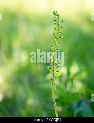 Gemeine Twayblade, Neottia ovata, in Blüte auf Kreideflächen. Nahaufnahme einer gewöhnlichen Twayblade (neottia ovata) Orchidee. Stockfoto
