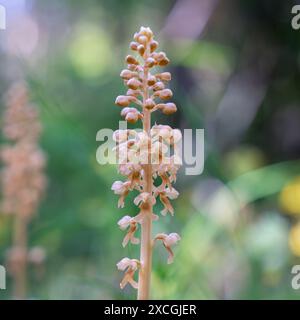 Vogelnest Orchidee (Neottia nidus-avis). Blumenspitze im Wald. Eine nicht-photosynthetische Pflanze. Stockfoto