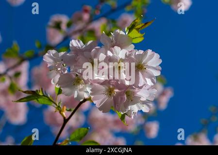 Eine ruhige Darstellung rosafarbener Kirschblüten unter einem sonnigen blauen Himmel signalisiert die Ankunft des Frühlings. Stockfoto