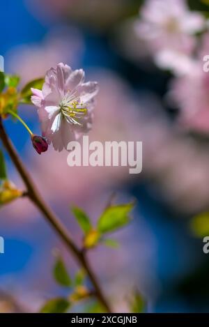 Eine Nahaufnahme leuchtender rosafarbener Kirschblüten vor einem kontrastierenden blauen Himmel, die das Wesen des Frühlings einfangen. Stockfoto