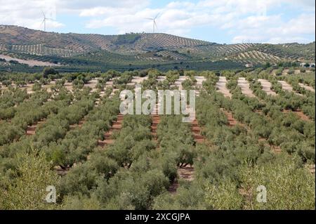 Panoramablick auf einen weitläufigen Olivenhain, mit sauber ausgerichteten Bäumen, die sich über sanfte Hügel erstrecken und Windturbinen in der Ferne. Stockfoto