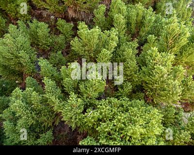 Cryptomeria japonica oder Cupressus japonica Pflanze. Japanische Zedernzweige oder japanische Mammutbäume. Sugi immergrüner Baum üppiges Laub. Stockfoto