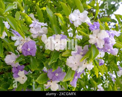 Brunfelsia schöne weiße und lila Blüte. Regenbaumzweige mit Blumen und Blättern. Gestern-heute-morgen oder die Dame der Nacht blüht giftig Stockfoto