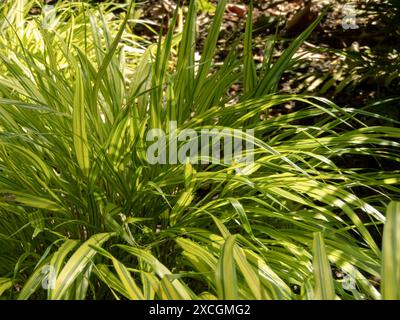 Hakone Ziergras buntes Laub. Hakonechloa macra oder japanische Waldgraskaskade. Bambus wie Bunchgrass im Schatten Ga Stockfoto